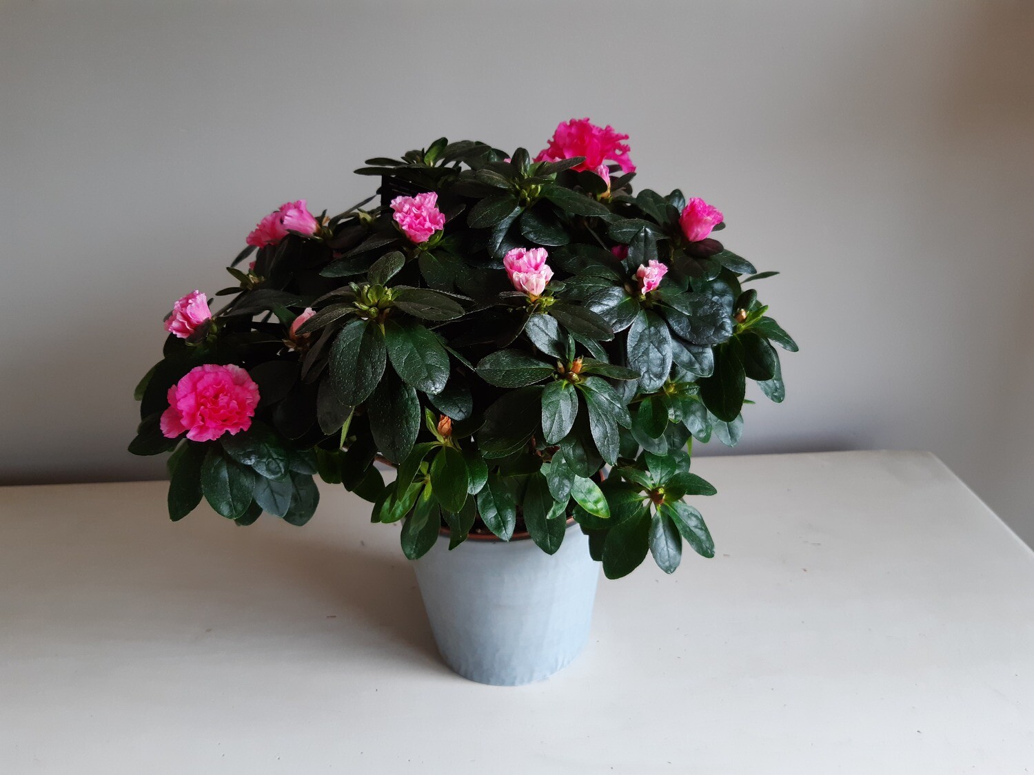 Azalée Rose avec cache-pot