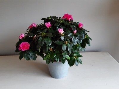 Azalée Rose avec cache-pot