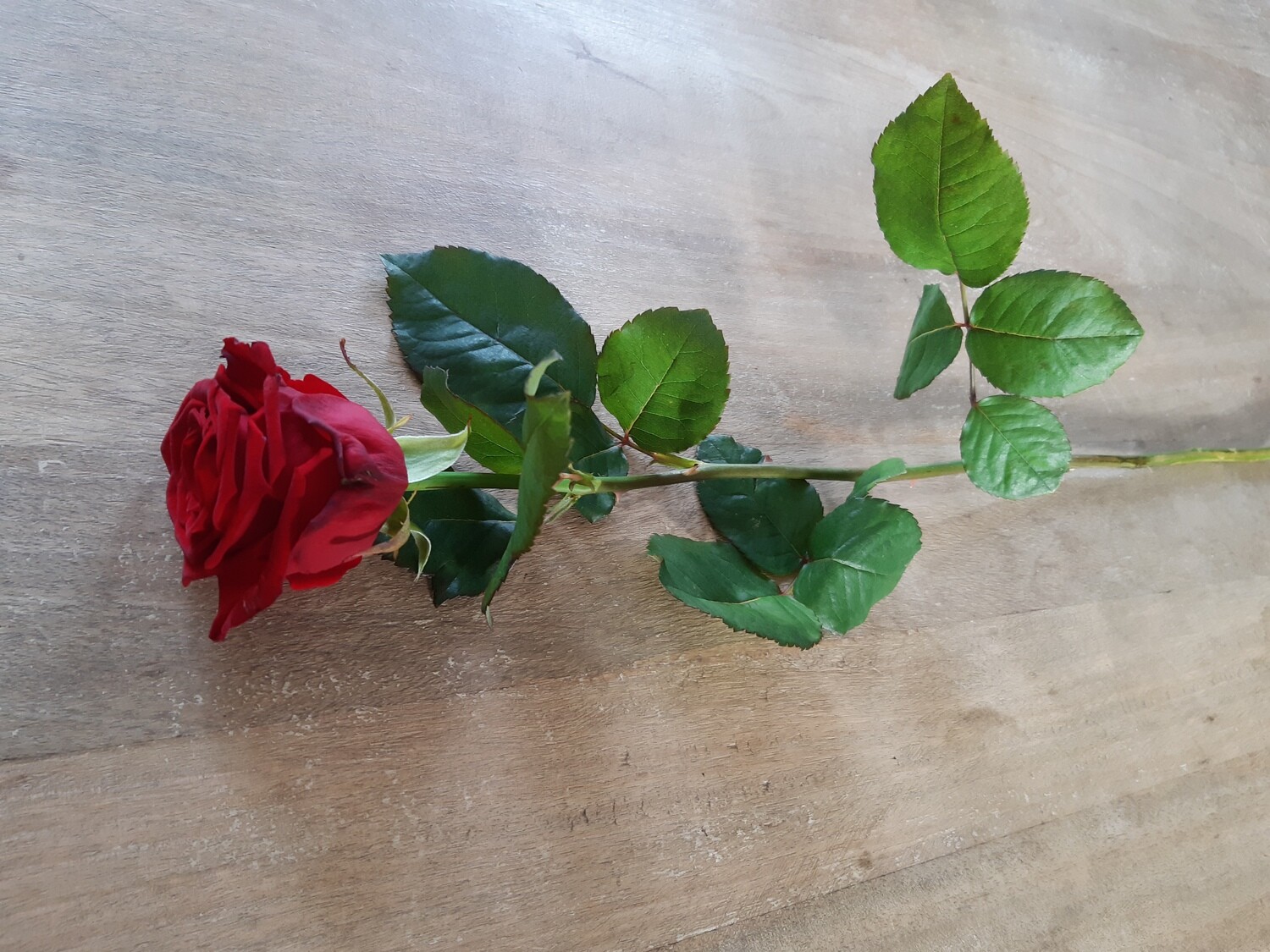 Rose Rouge