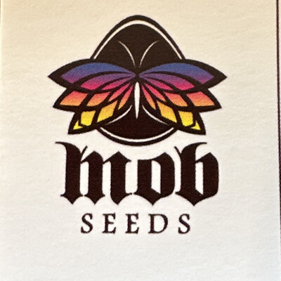 Velvet Sunrise X TOBC1 Collectible Card