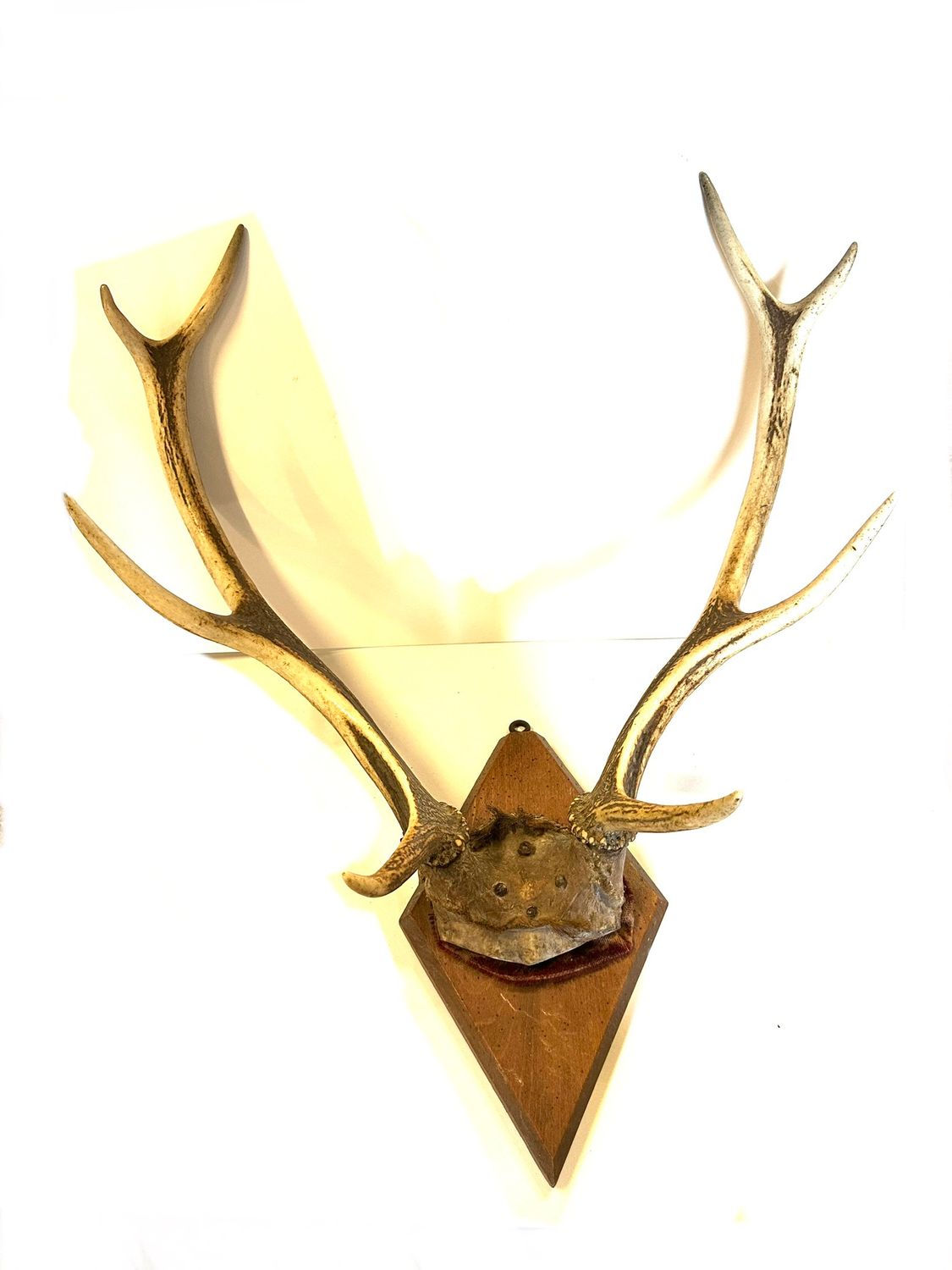 Lot bois de cerf
