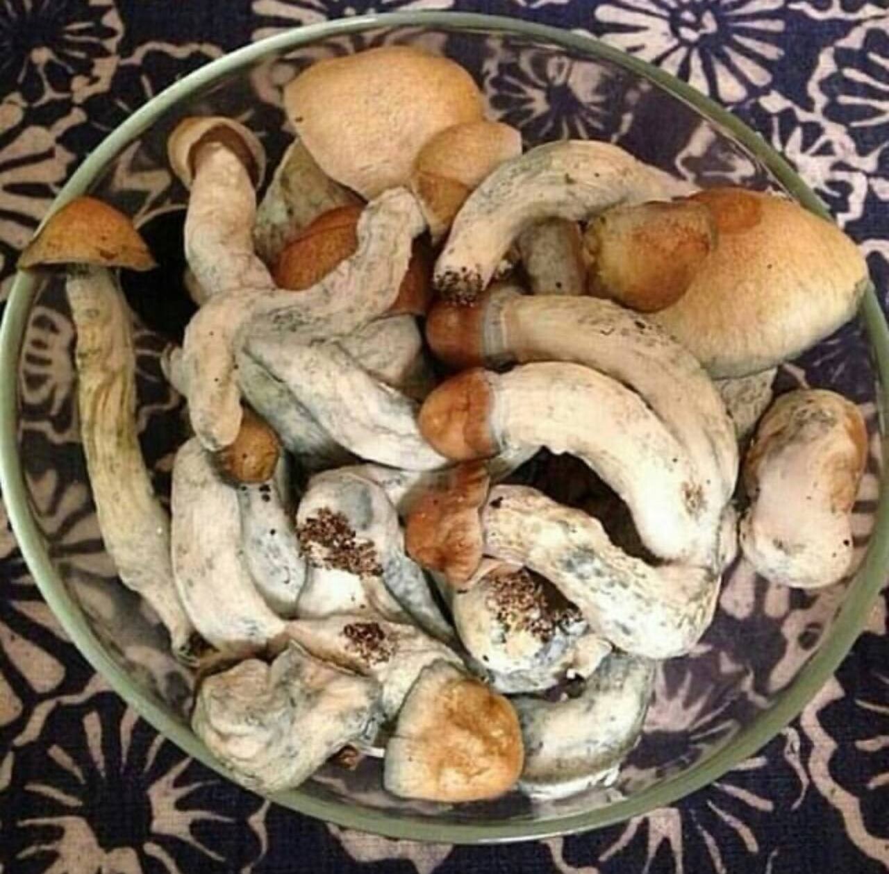 Psilocybin mushrooms