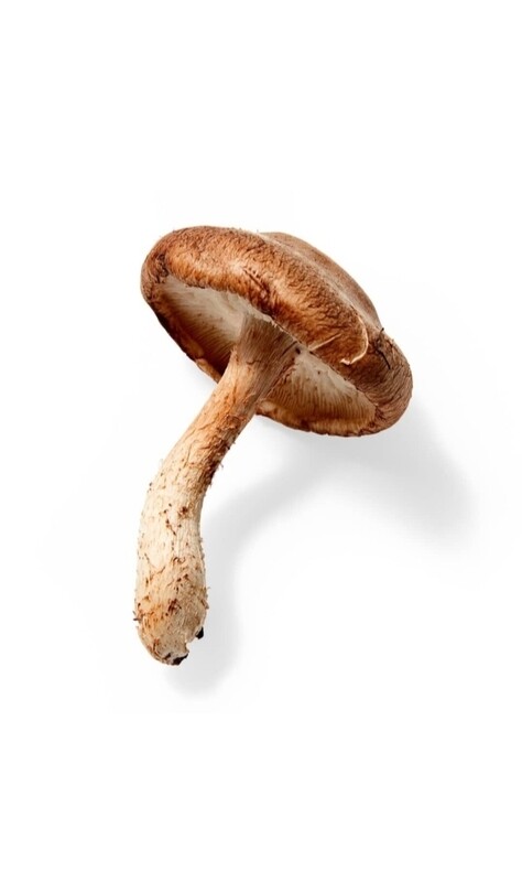 shiitake mushroom 