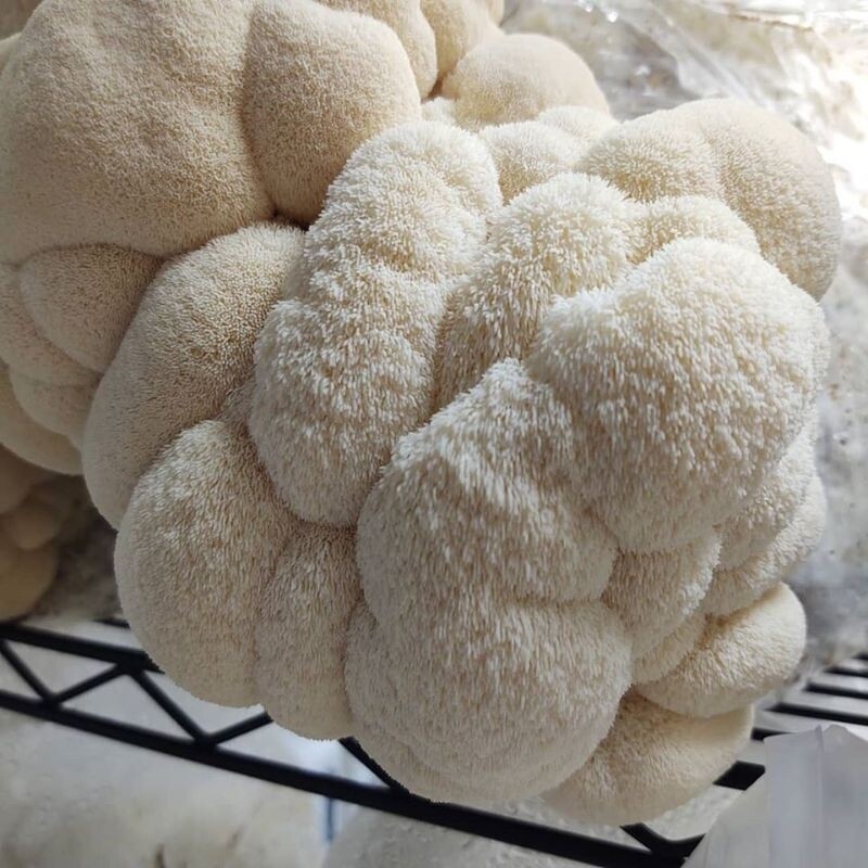 Lion&#39;s mane mushrooms 