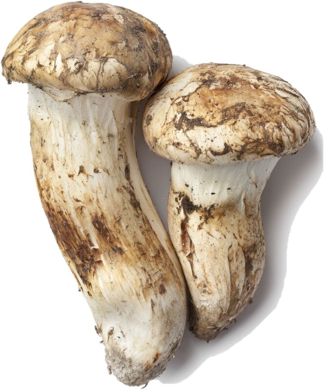 Matsutake mushrooms 