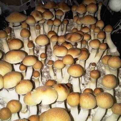 Liberty Caps Mushrooms 