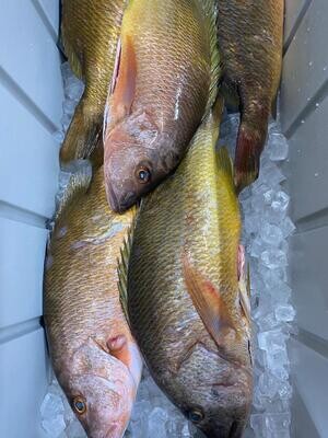 Snapper-Pargo