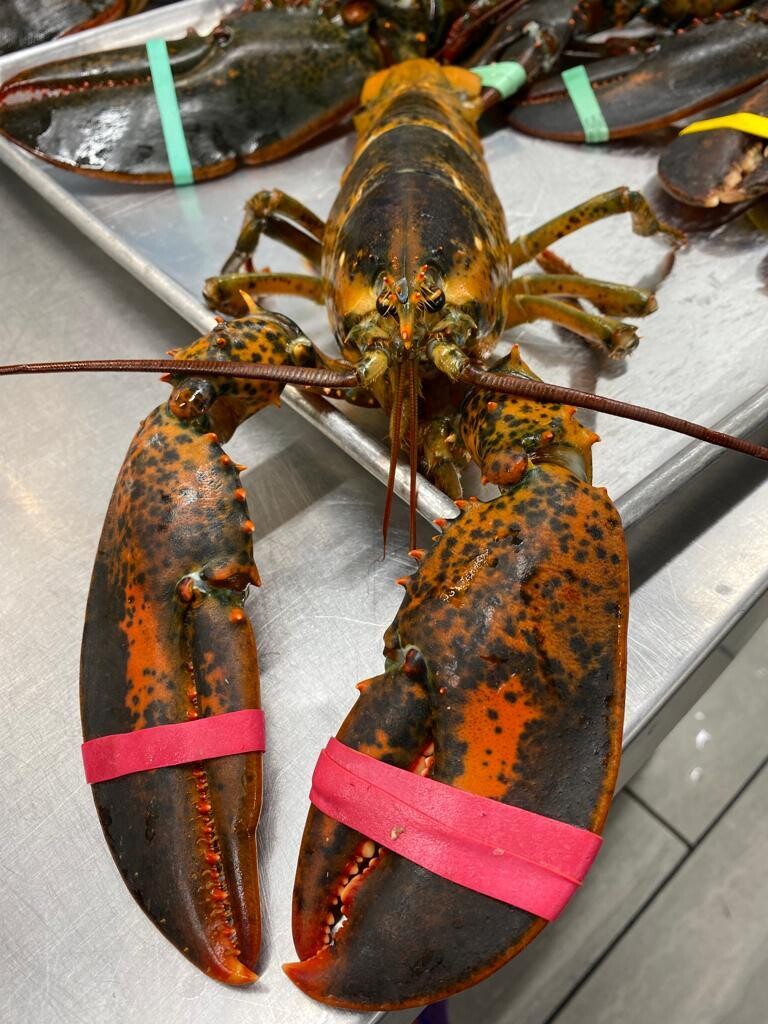 Lobster-Langosta