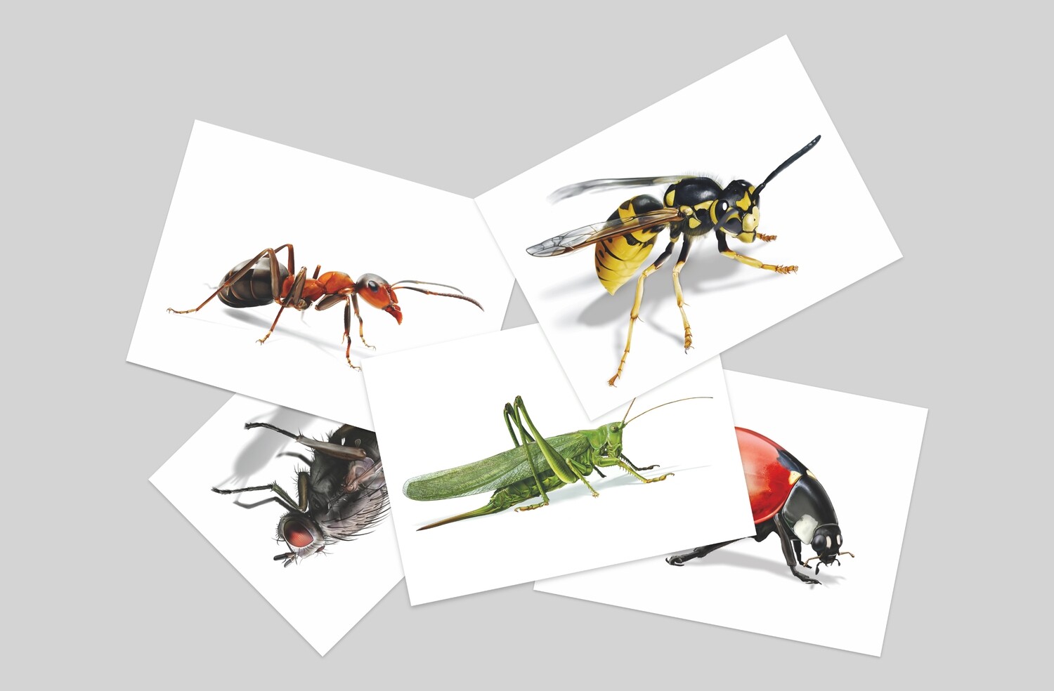 Animals around me (Set 10 STK)