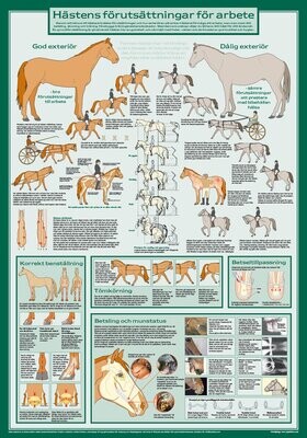 Hästens förutsättningar för arbete - Affisch 70x100