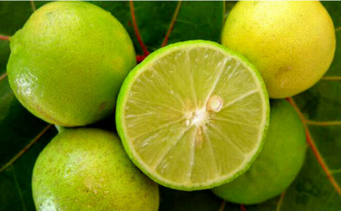 Limón criollo