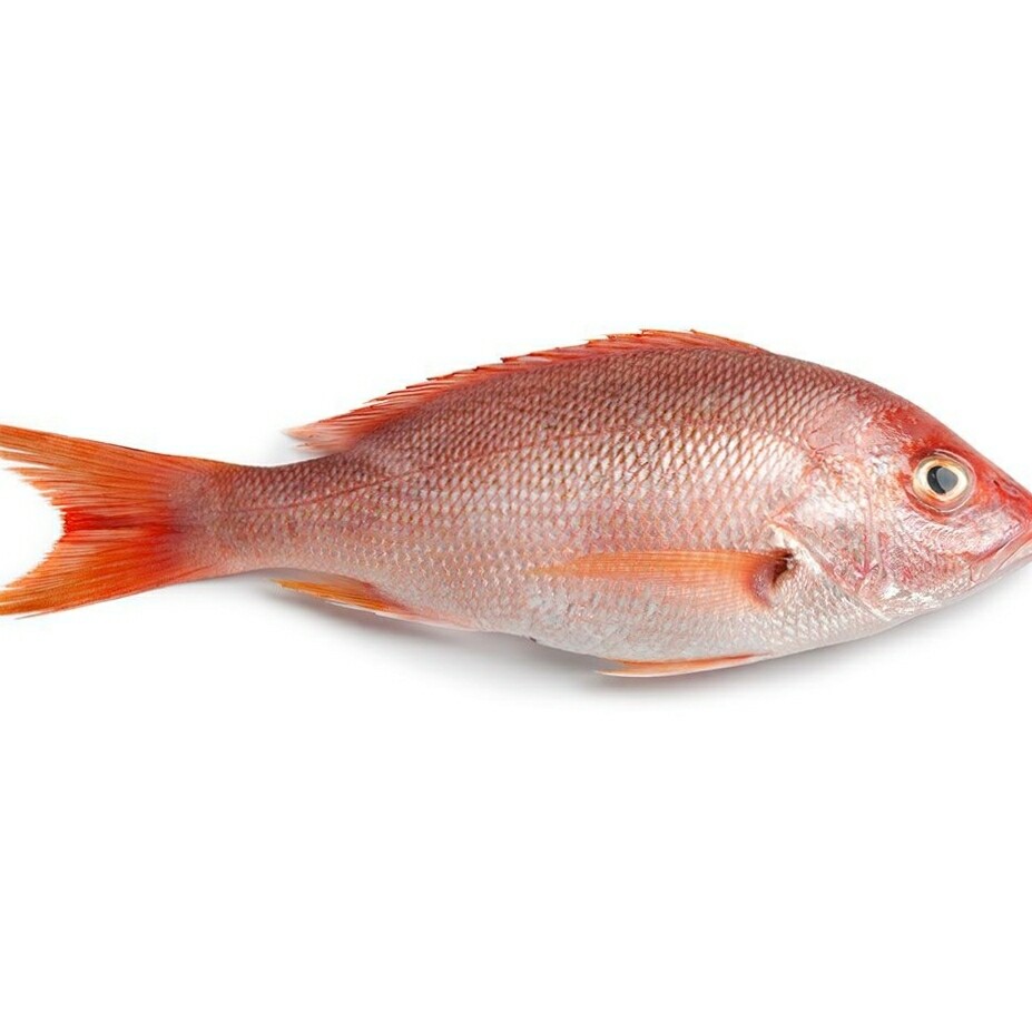 MY-Pescado PARGO entero (10,05 lbs)