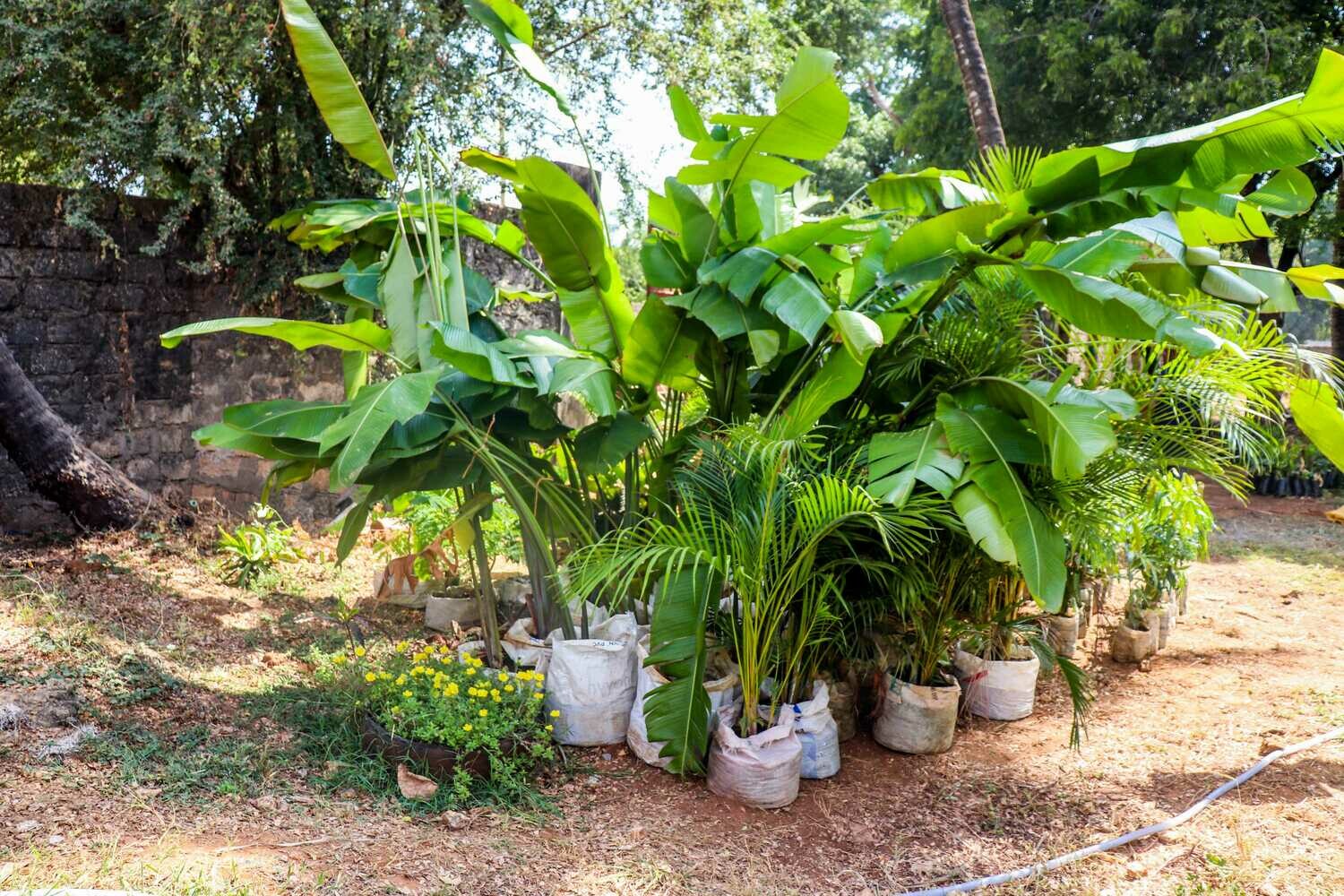 Ravenala (Travellers palm)
