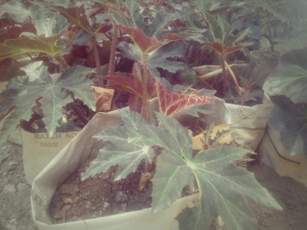 Begonia