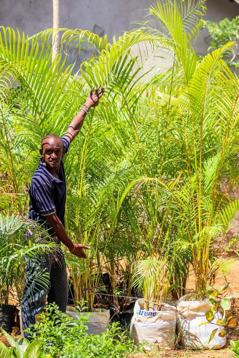 ARECA PALMS (Dypsis Lutescens)