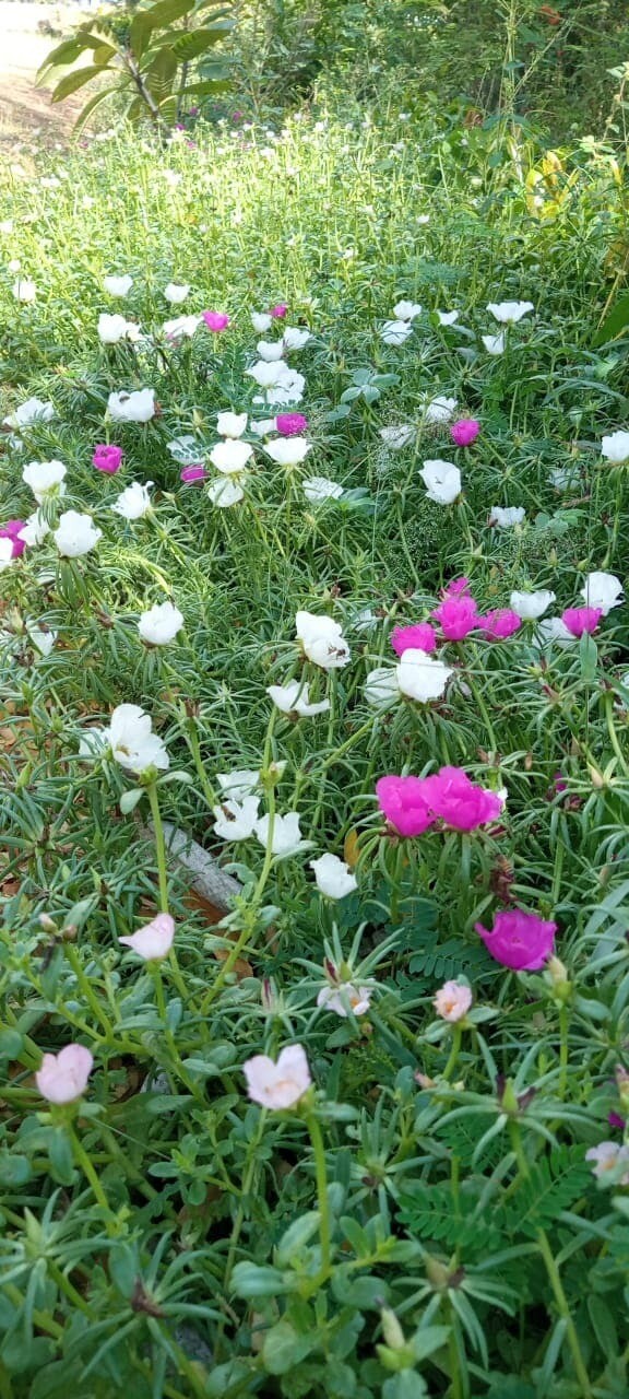 MORNING GLORY