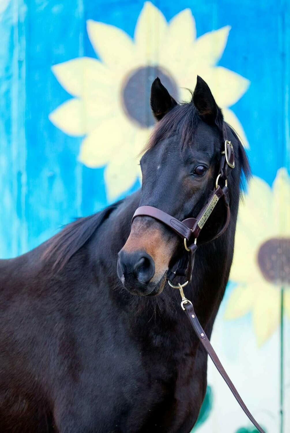 In memory of Elmhurst