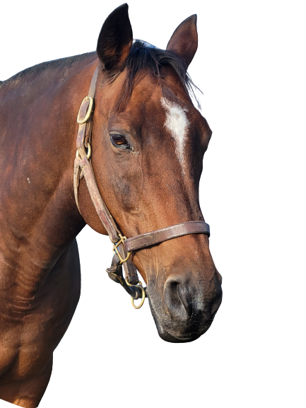 Sponsor a horse Tier 2 Havens Helpers