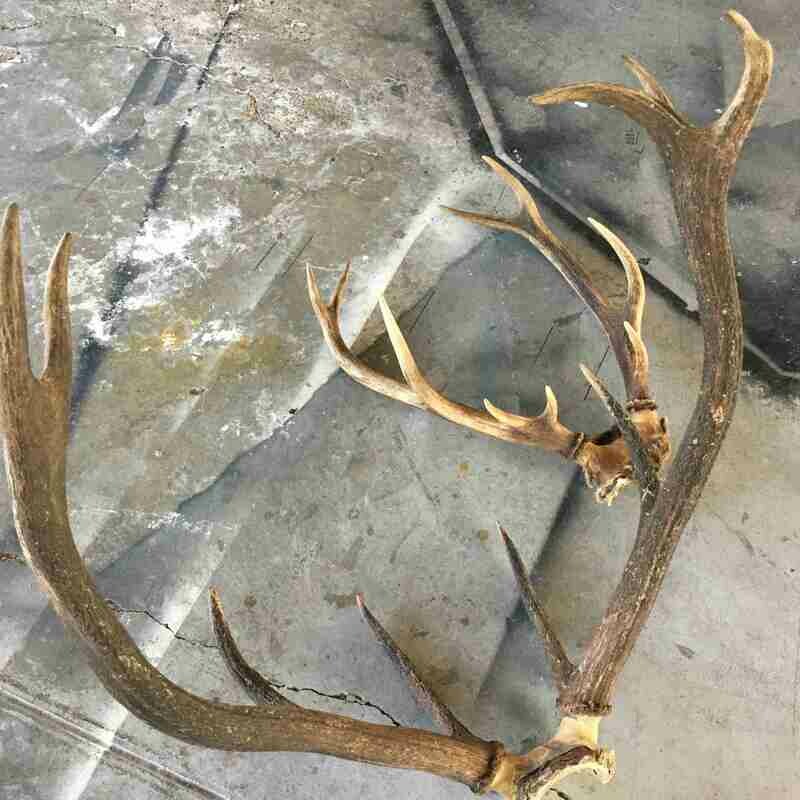 Bois animaux cerf