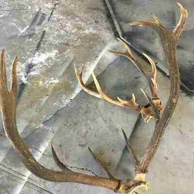 Bois animaux cerf