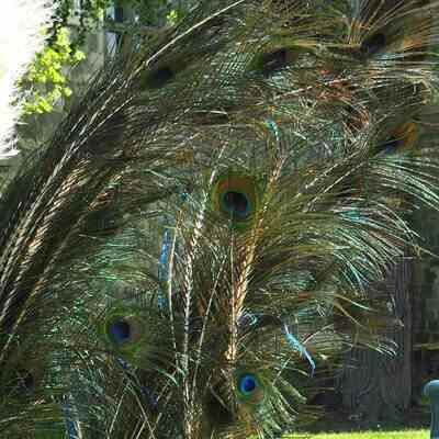 Plume de paons