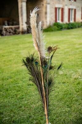 Plume de paons Plume de paons