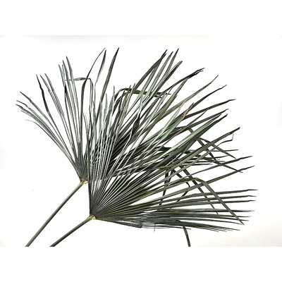 Feuille de palmier séchée