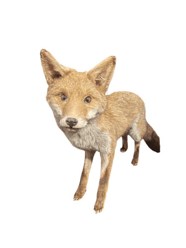 Animal empaillé renard