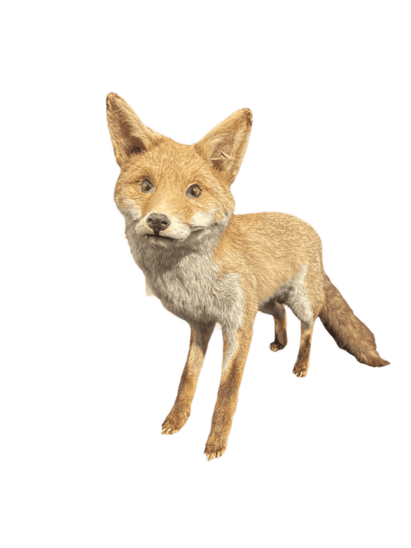 Animal empaillé renard