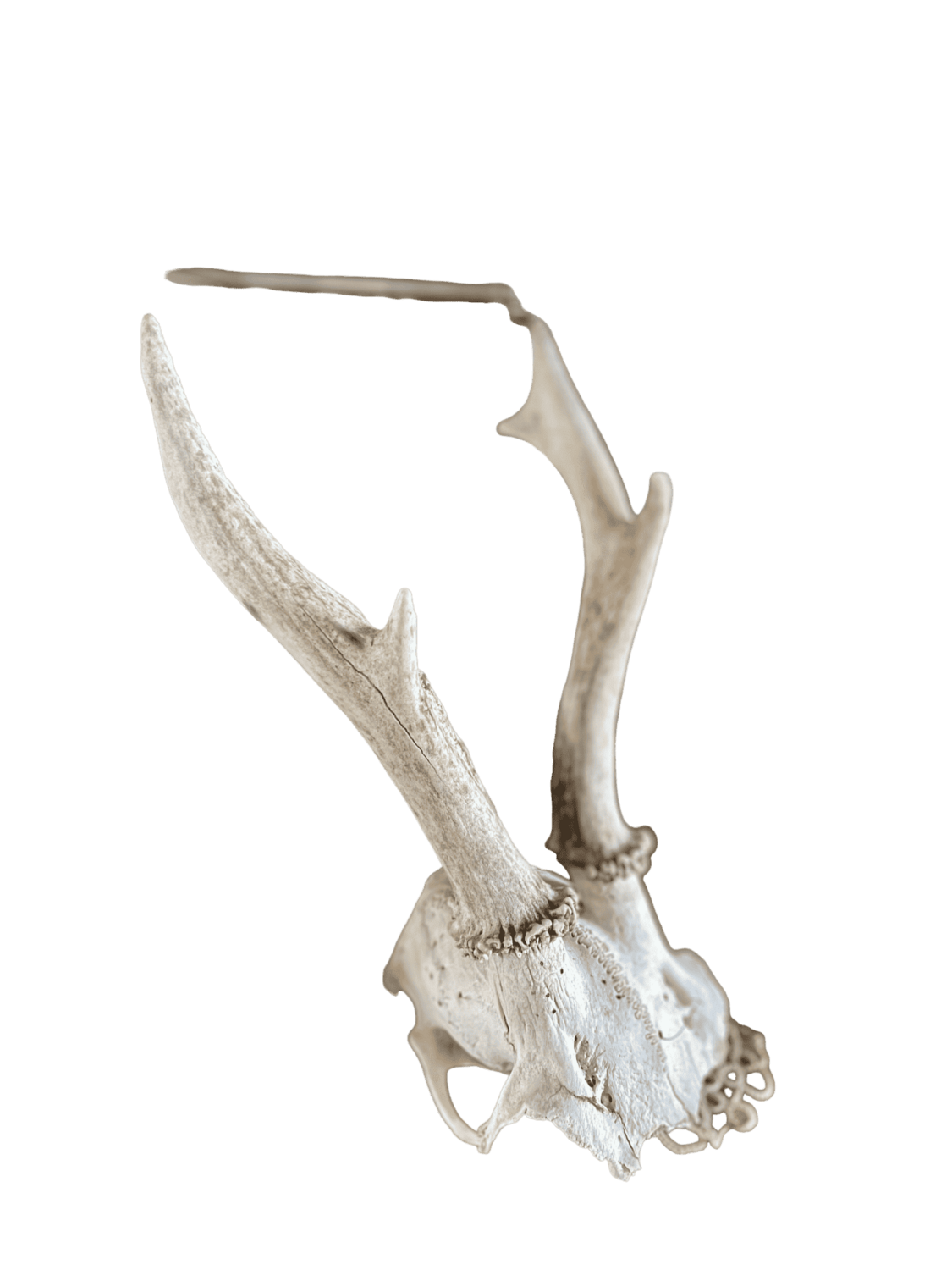 Bois animaux chevreuil crane