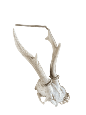 Bois animaux chevreuil crane