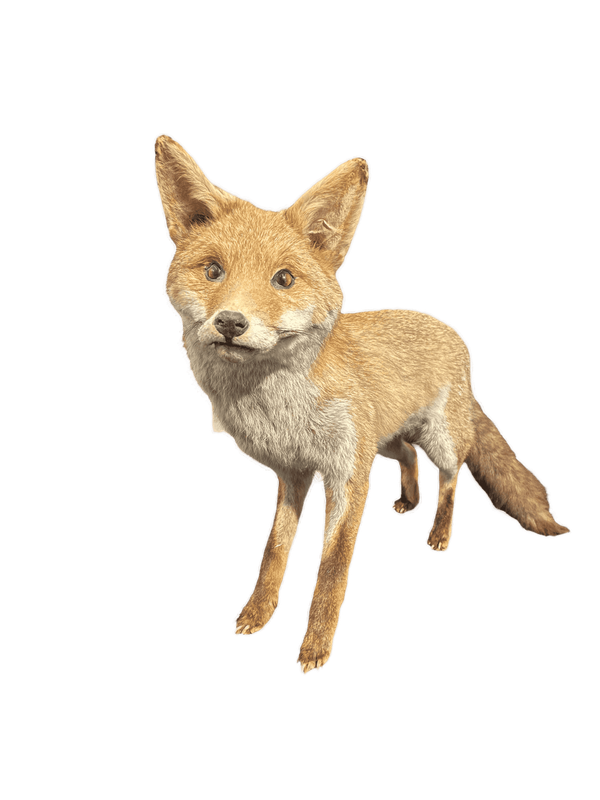 Animal empaillé renard