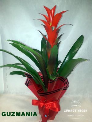 Susurluk guzmania, canlı renkli çiçeğiyle dekoratif ve bakımı kolay iç mekân saksı bitkisi