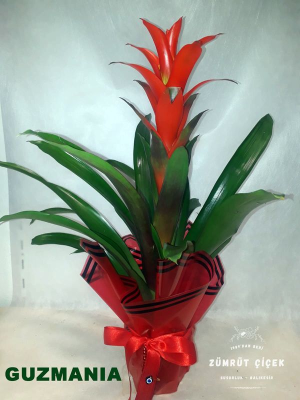 Susurluk guzmania, canlı renkli çiçeğiyle dekoratif ve bakımı kolay iç mekân saksı bitkisi