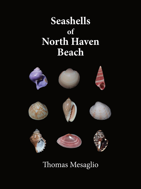 Seashells of North Haven Beach
