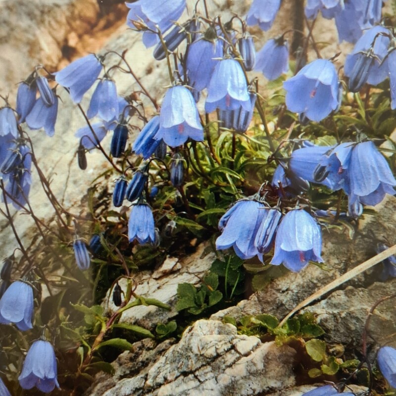 Blåklokke 