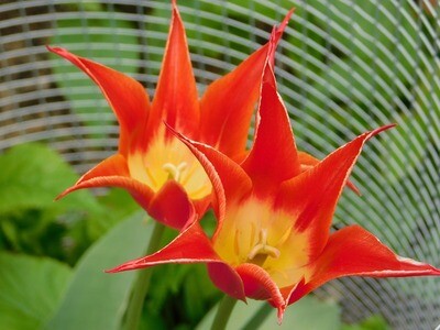Botaniske tulipaner
