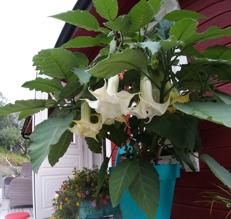 Engletrompet/Brugmansia Noid hvit dobbel