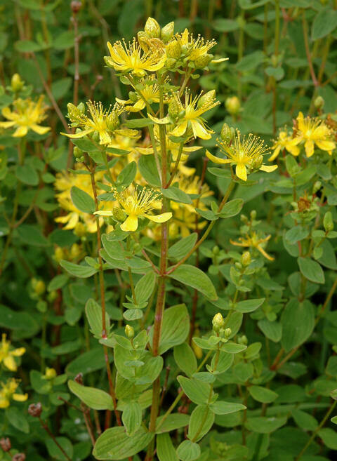Firkantperikum