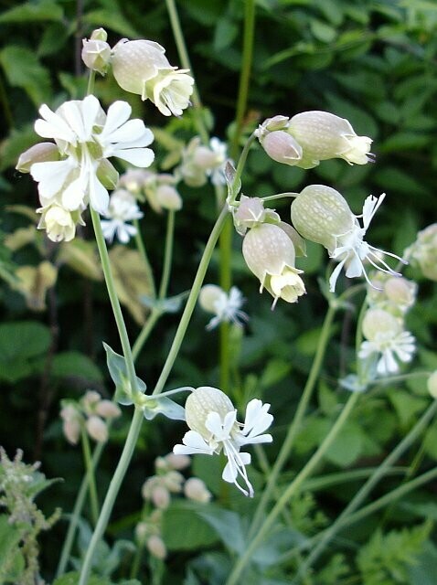 Engsmelle