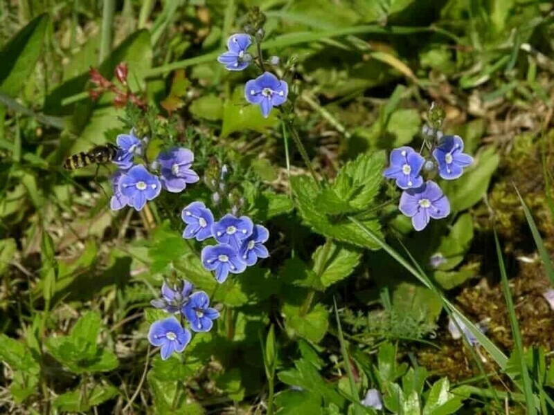 Tveskjeggveronika