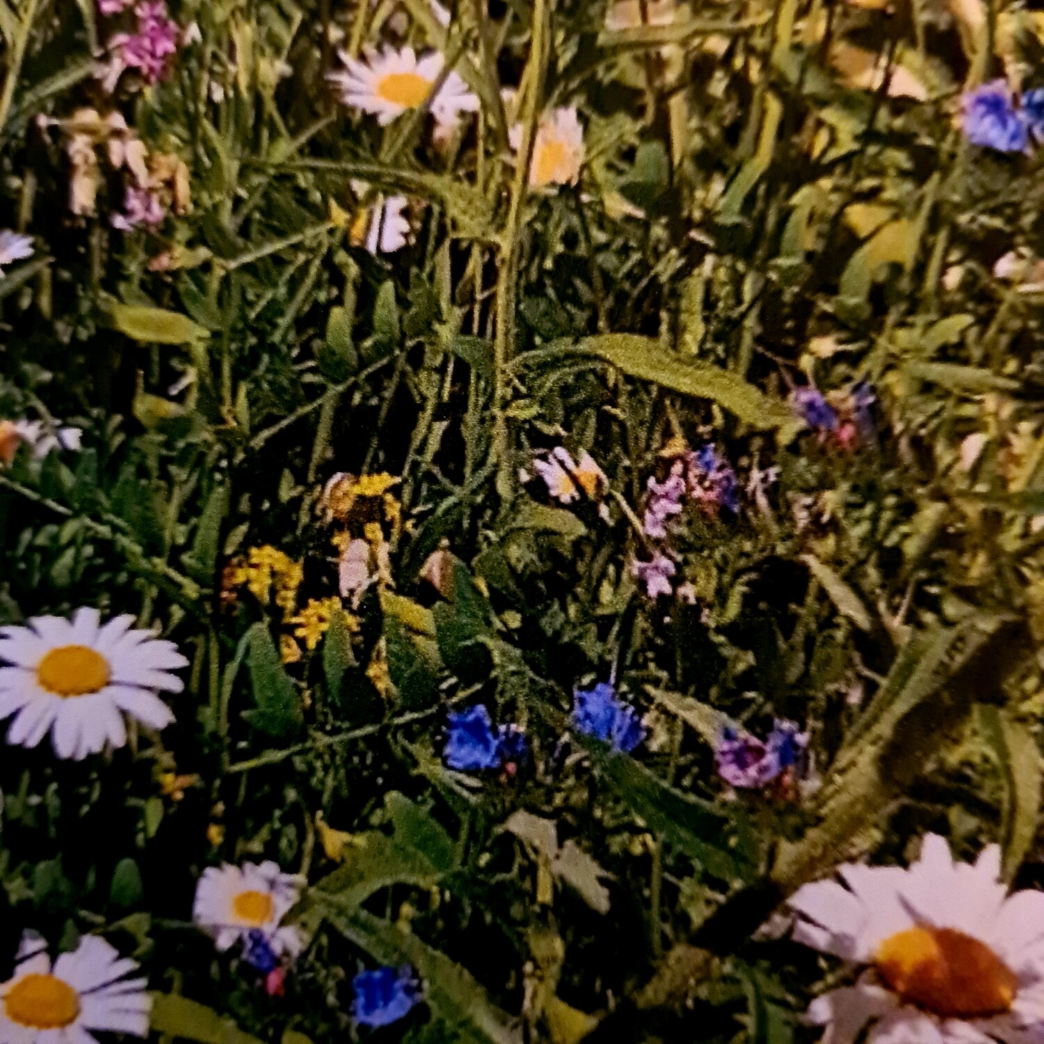 Mix fra Nibio friskengblanding