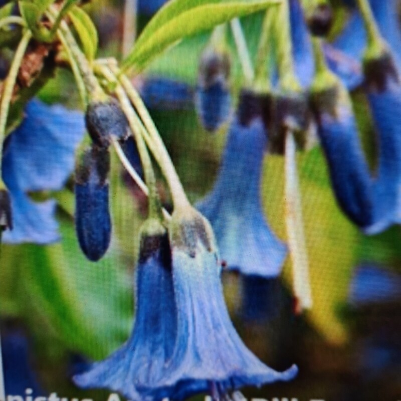 Engletrompet Salg () Engletrompet Salg