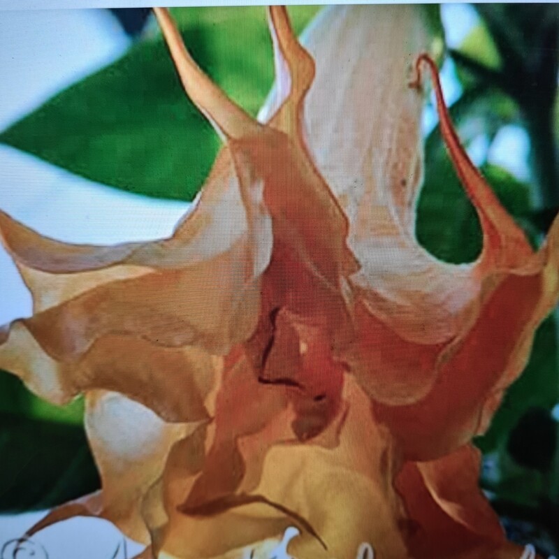 Engletrompet/Brugmansia Angels Endless summer