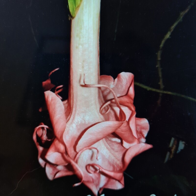 Engletrompet/Brugmansia Angels Exotic