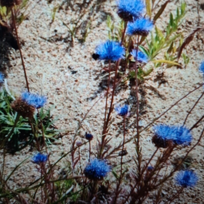 Blåmunke plugg