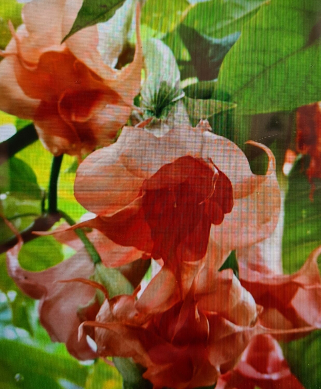 Engletrompet/Brugmansia Angels Phaenomena