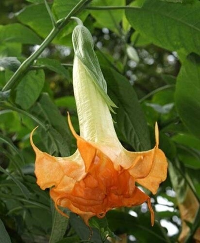 Engletrompet/Brugmansia Angels Mandarin