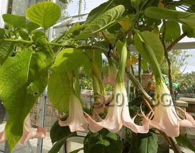 Engletrompet/Brugmansia Candyfloss