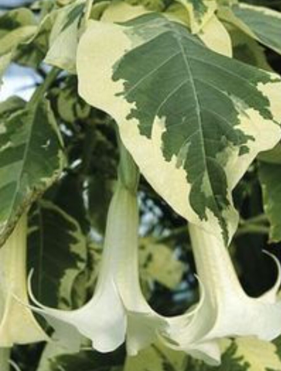 Engletrompet/Brugmansia Maya